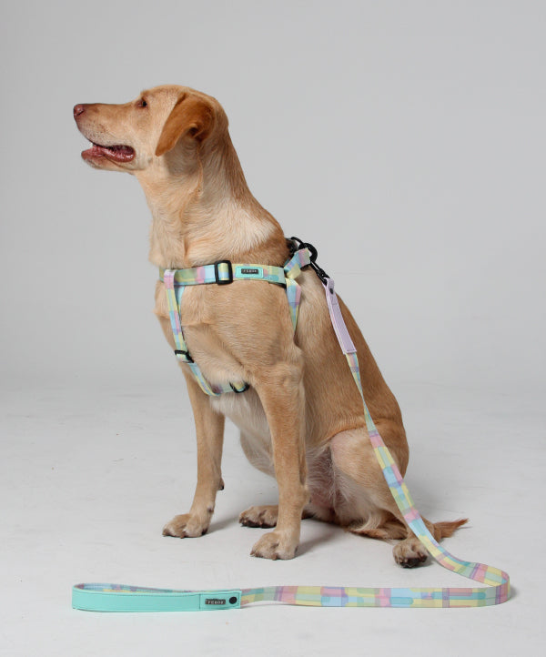 Pastly canvas leash