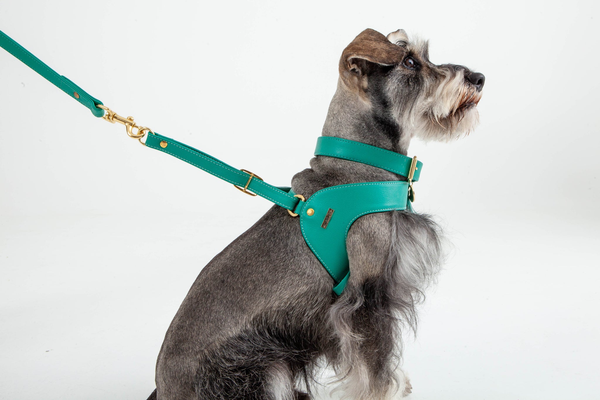 Turquoise leather dog harness